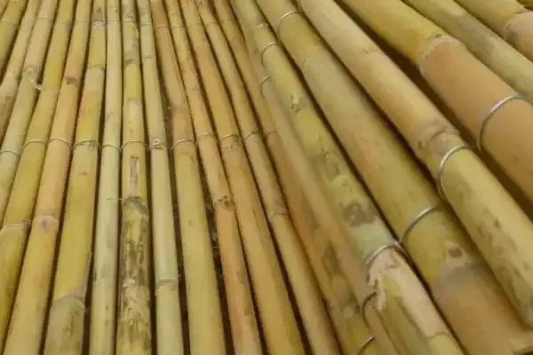 Bambu Kamış ile Çok Yönlü Çözümler